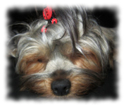 Foto Cheri - Hundesalon Mon Cheri